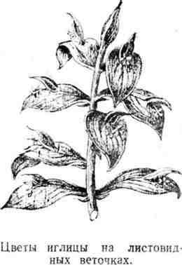 Путешествие с домашними растениями - pic_71.jpg