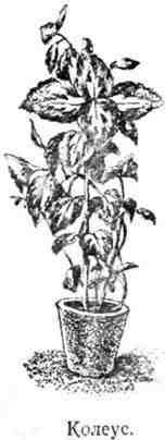 Путешествие с домашними растениями - pic_100.jpg