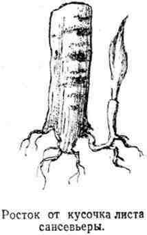 Путешествие с домашними растениями - pic_103.jpg