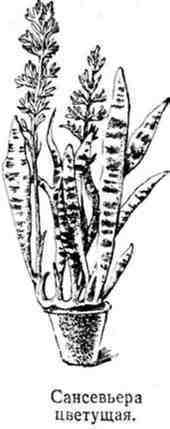 Путешествие с домашними растениями - pic_104.jpg