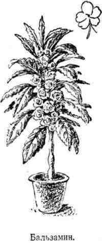 Путешествие с домашними растениями - pic_106.jpg