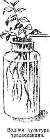 Путешествие с домашними растениями - pic_116.jpg