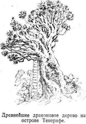 Путешествие с домашними растениями - pic_120.jpg