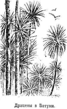 Путешествие с домашними растениями - pic_121.jpg