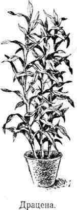 Путешествие с домашними растениями - pic_122.jpg