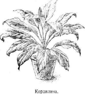 Путешествие с домашними растениями - pic_123.jpg