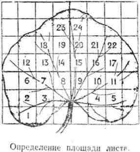 Путешествие с домашними растениями - pic_158.jpg