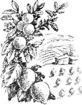 Путешествие с домашними растениями - pic_159.jpg