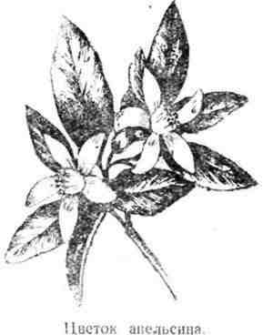 Путешествие с домашними растениями - pic_160.jpg