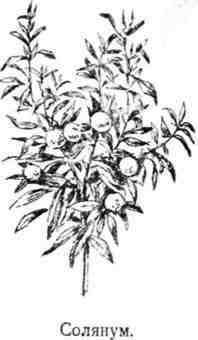 Путешествие с домашними растениями - pic_172.jpg