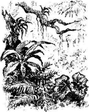 Путешествие с домашними растениями - pic_89.jpg