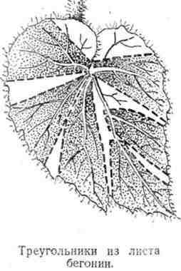 Путешествие с домашними растениями - pic_97.jpg