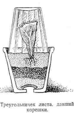 Путешествие с домашними растениями - pic_98.jpg