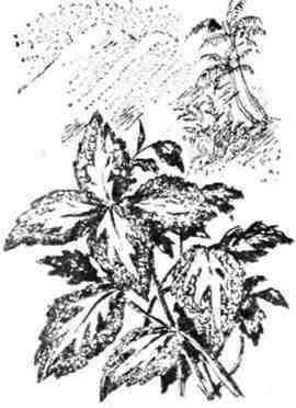 Путешествие с домашними растениями - pic_99.jpg