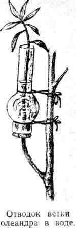 Путешествие с домашними растениями - pic_208.jpg