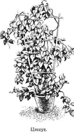 Путешествие с домашними растениями - pic_216.jpg