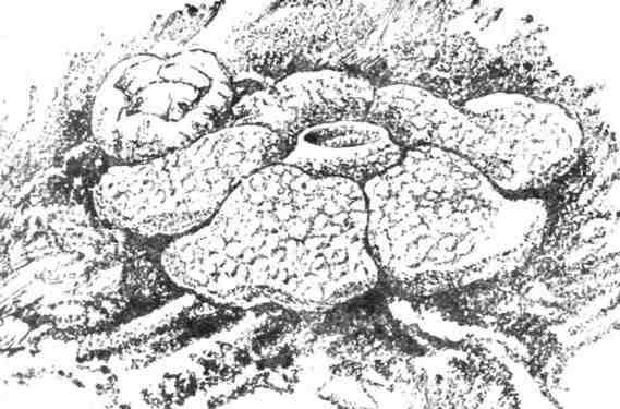 Путешествие с домашними растениями - pic_217.jpg