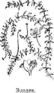 Путешествие с домашними растениями - pic_235.jpg