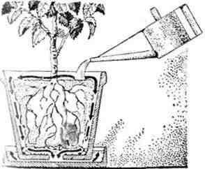 Путешествие с домашними растениями - pic_264.jpg