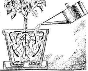 Путешествие с домашними растениями - pic_2641.jpg