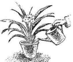 Путешествие с домашними растениями - pic_265.jpg