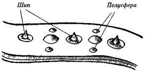 Собака сопровождения - i_011.png