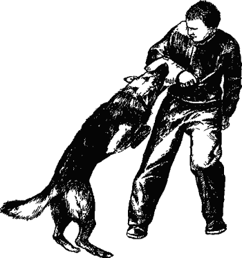 Собака сопровождения - i_015.png