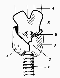 Целительные точки для лечения щитовидной железы - _015.png