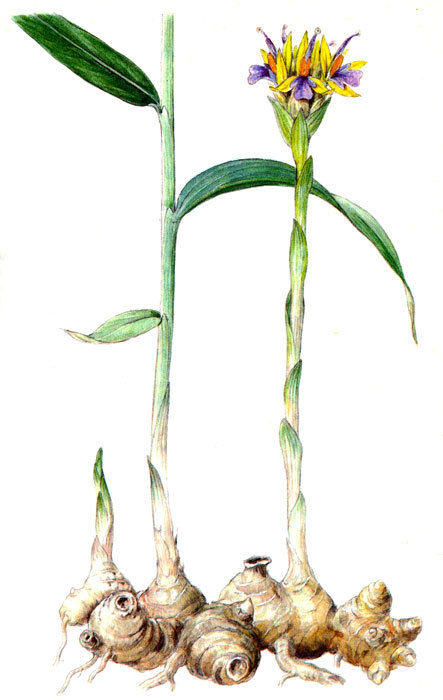 Пряности - i_015.jpg