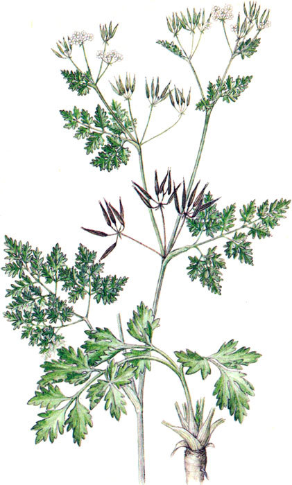 Пряности - i_024.jpg