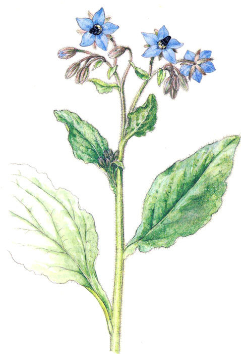 Пряности - i_039.jpg