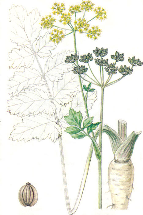 Пряности - i_040.jpg