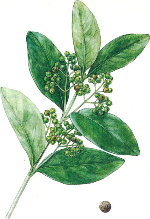 Пряности - i_041.jpg