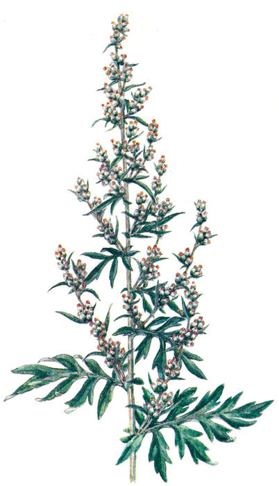 Пряности - i_045.jpg