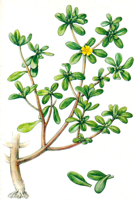 Пряности - i_046.jpg