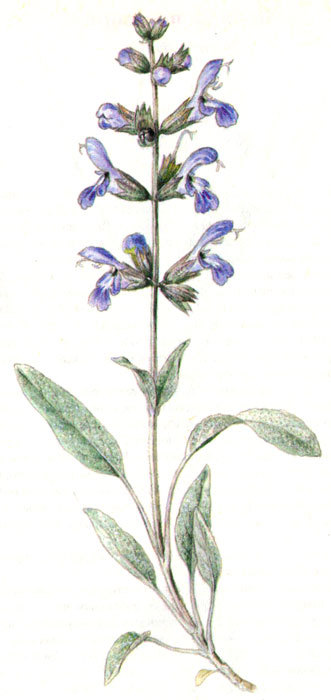 Пряности - i_059.jpg