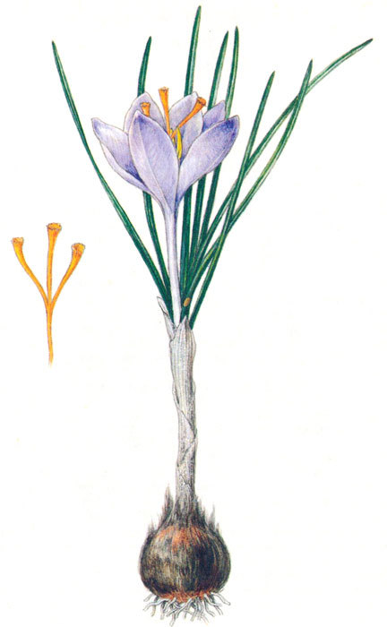 Пряности - i_060.jpg