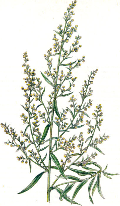 Пряности - i_061.jpg