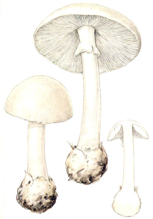 Пряности - i_064.jpg