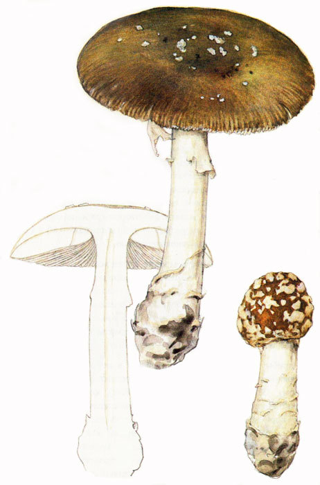 Пряности - i_065.jpg