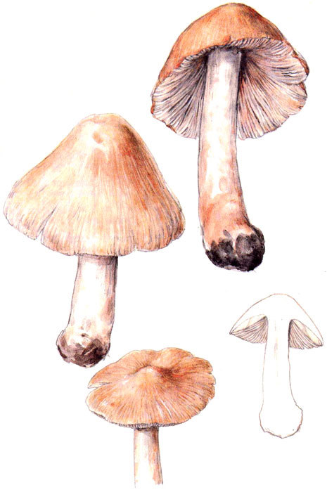 Пряности - i_070.jpg