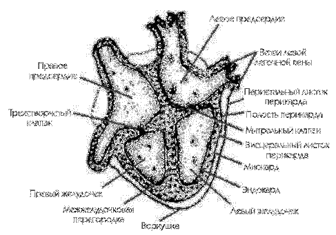 Сердечно-сосудистые заболевания. Карманный справочник - i_001.png