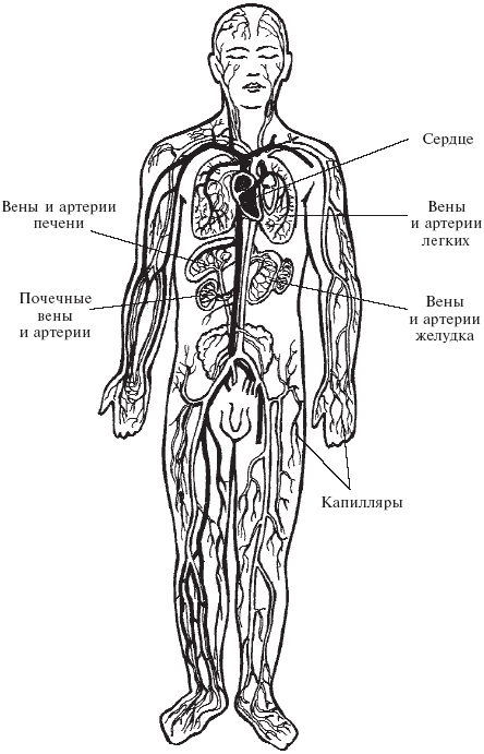 Оздоровление сосудов и крови - _01.png