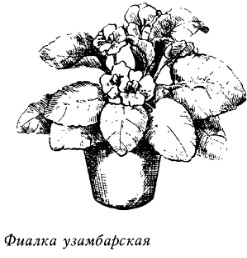 Комнатные растения: энергетические защитники или вампиры - _20080319_145803.jpg