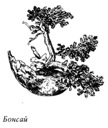 Комнатные растения: энергетические защитники или вампиры - _20080319_145902.jpg