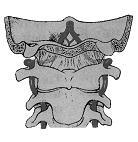 Соло для позвоночника - i_027.jpg