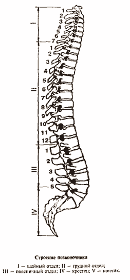 Золотые правила здоровья - i_004.png