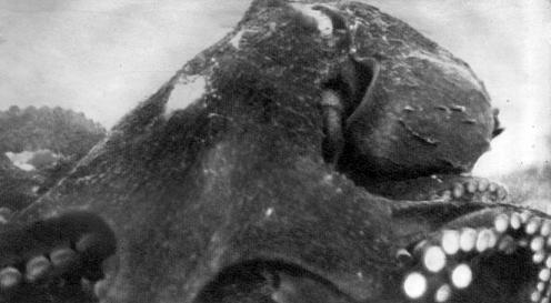 Тропами подводными - i_009.jpg