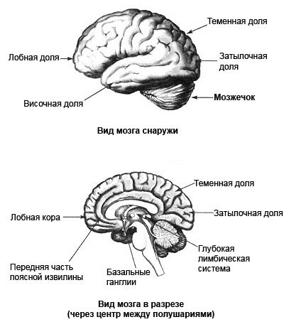 Измени мозг - изменится и тело - _8.jpg