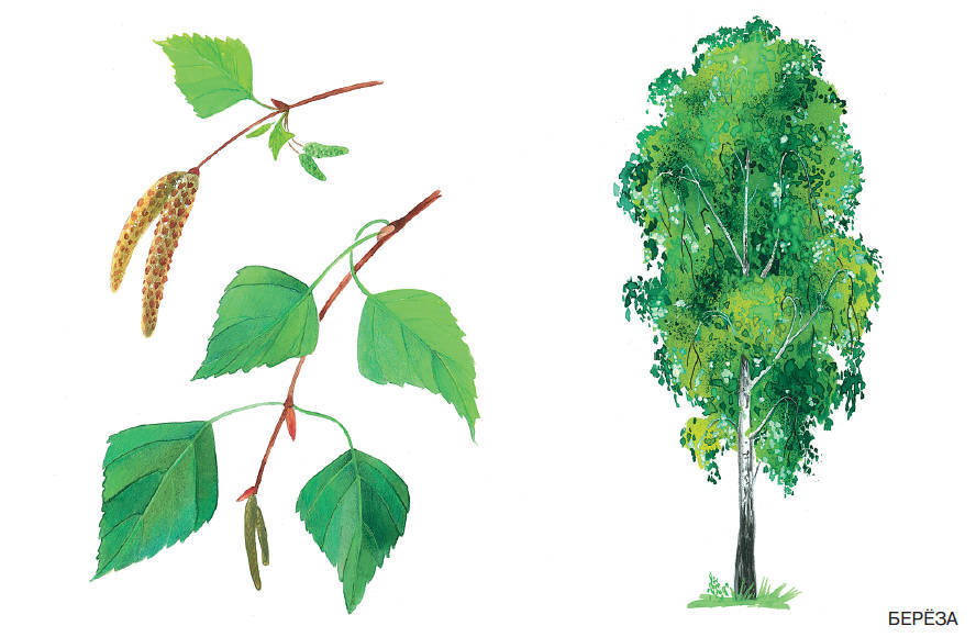 Расскажите детям о деревьях - i_001.jpg